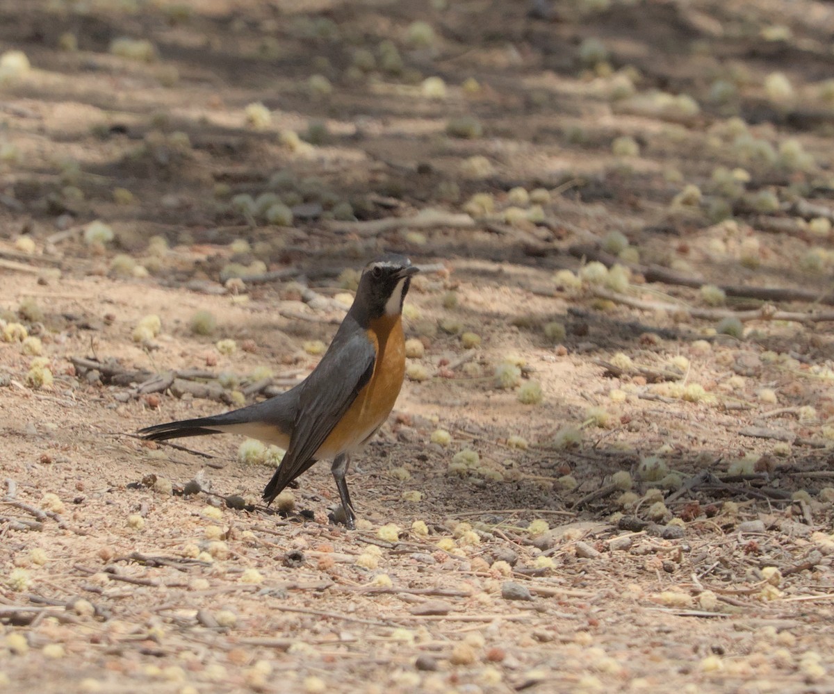 White-throated Robin - ML643174402