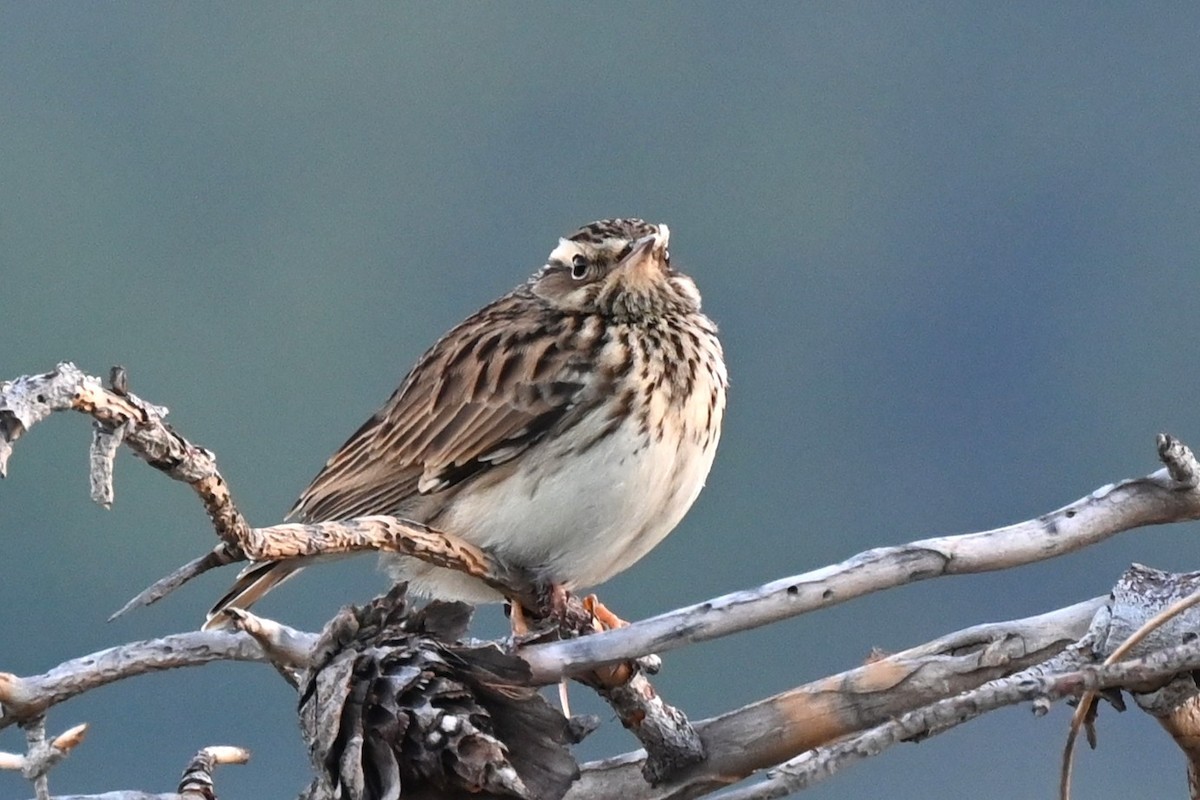 Wood Lark - ML643174409