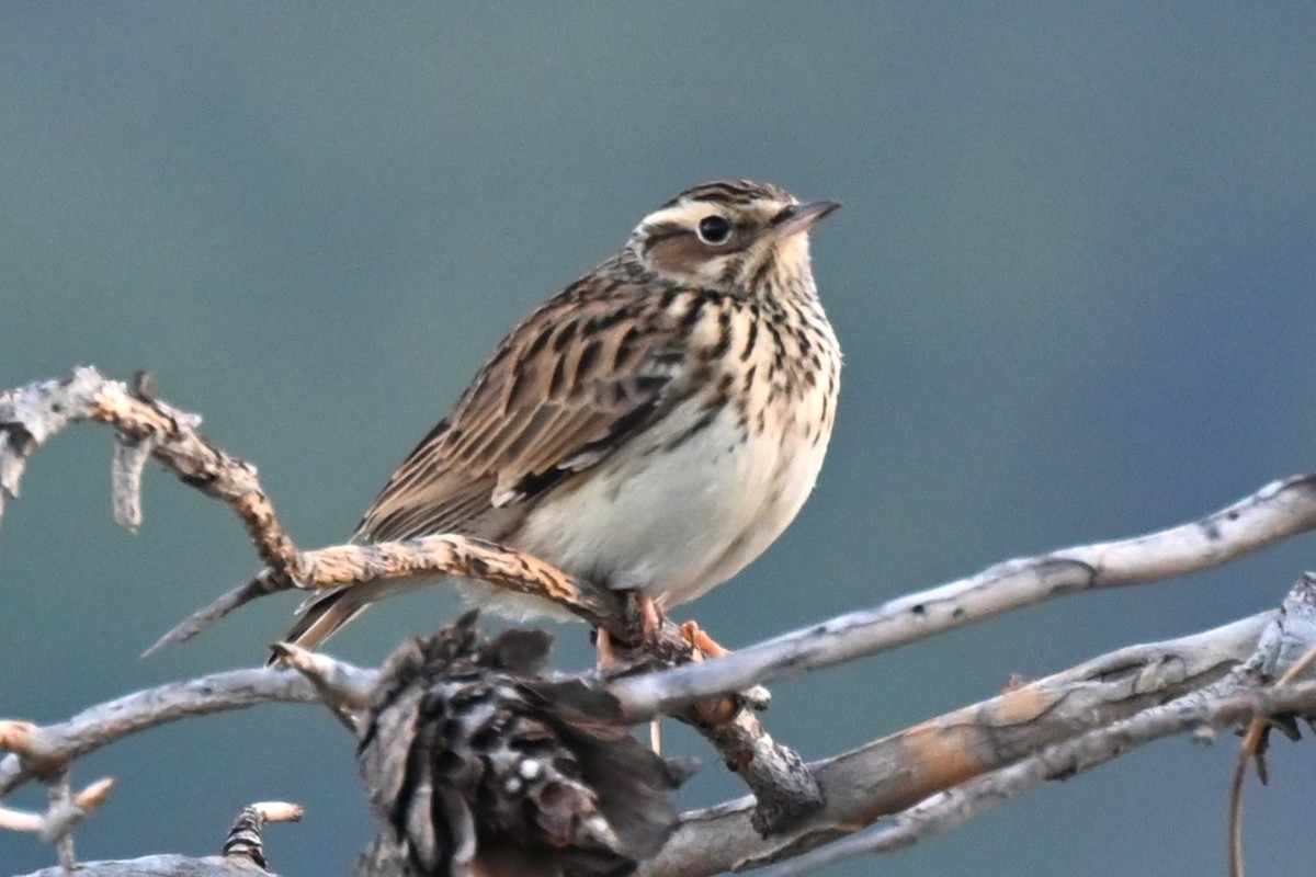 Wood Lark - ML643174412
