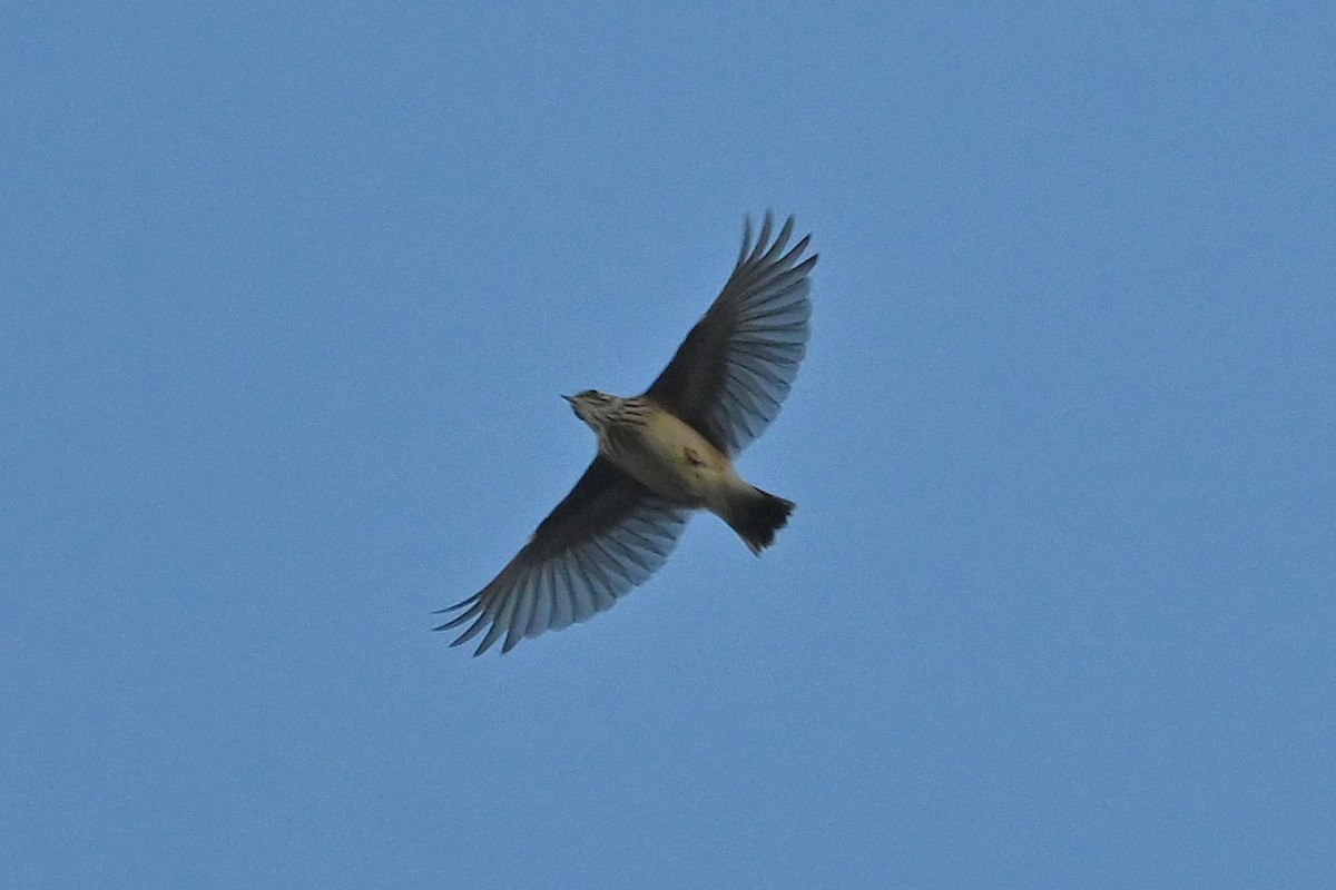 Wood Lark - ML643174416