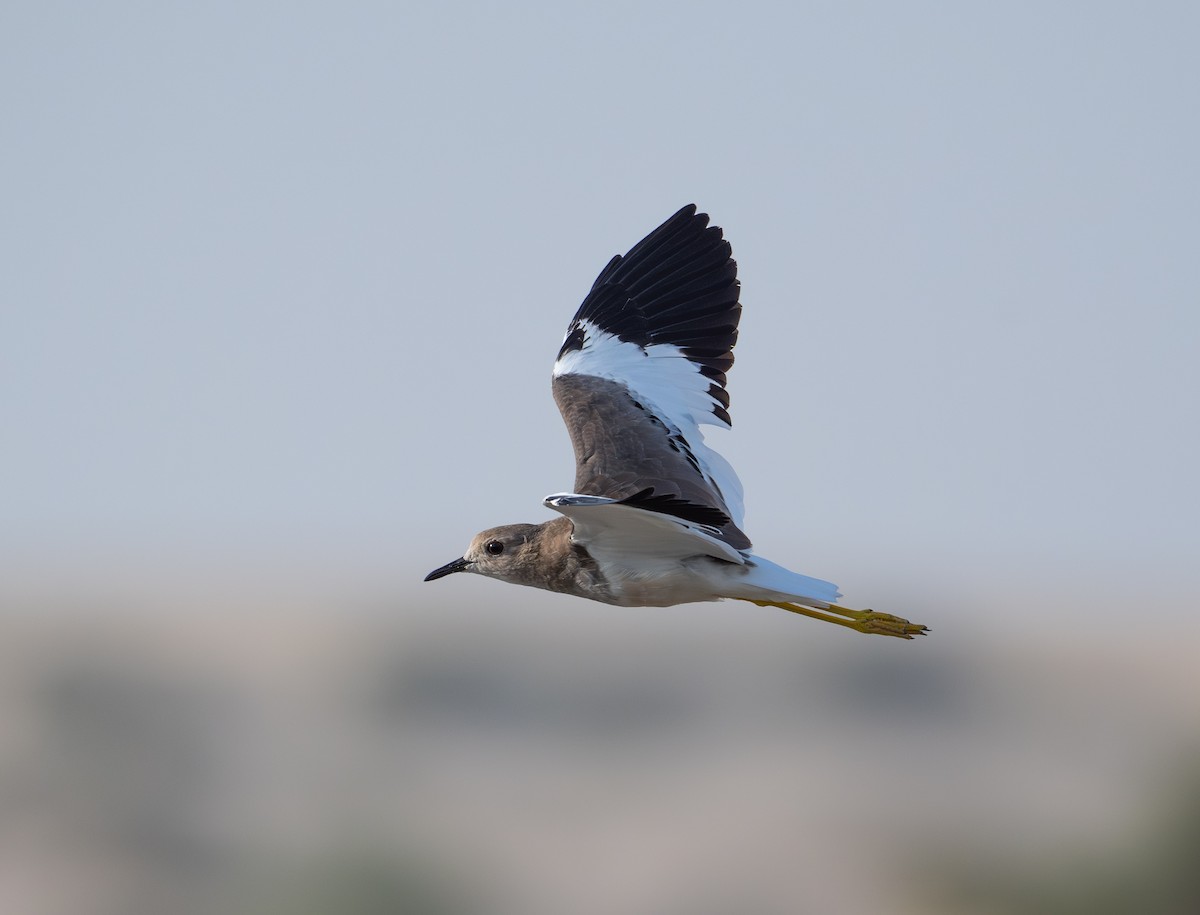 White-tailed Lapwing - ML643174433