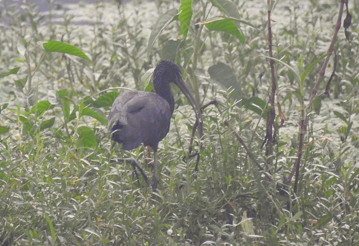 Glossy Ibis - ML643174439
