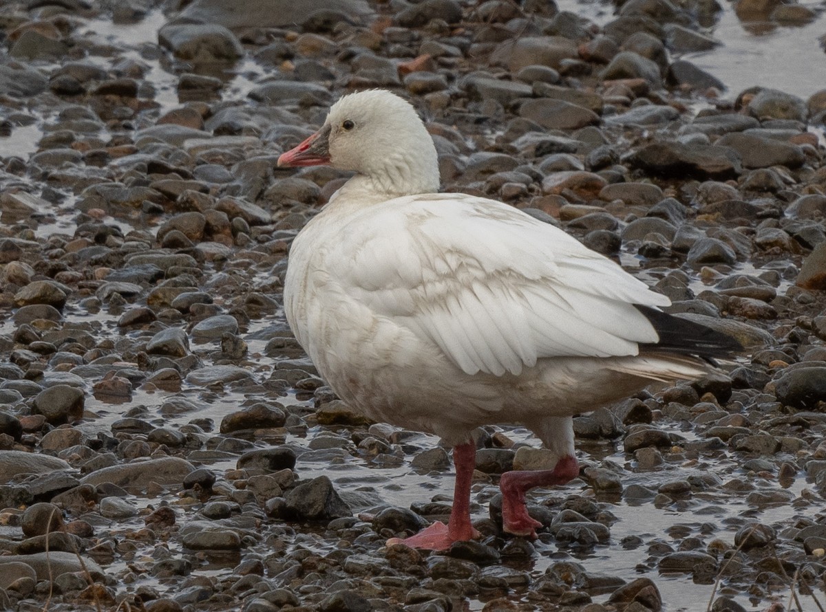 Ross's Goose - ML643174482