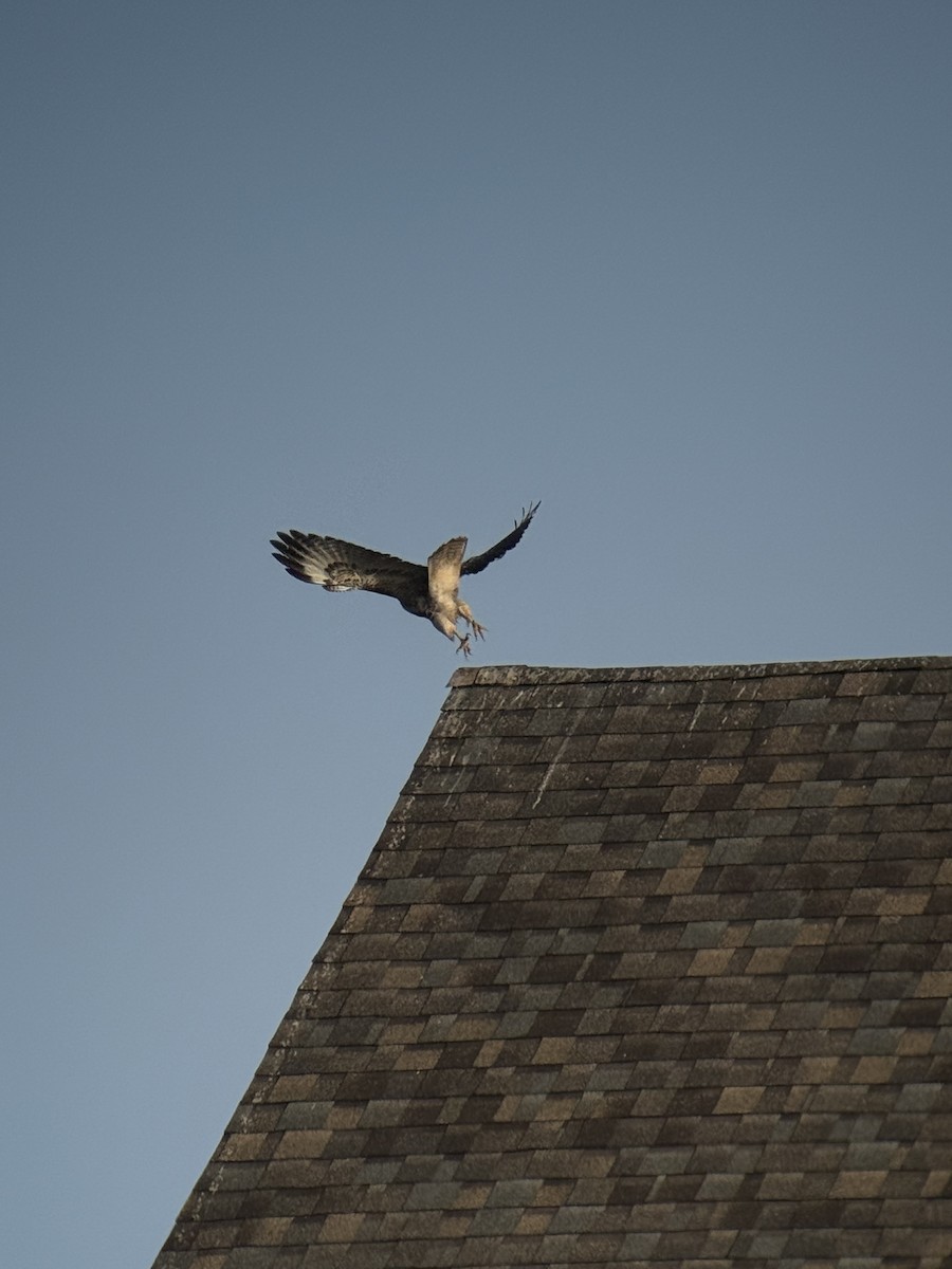Red-tailed Hawk - ML643174483