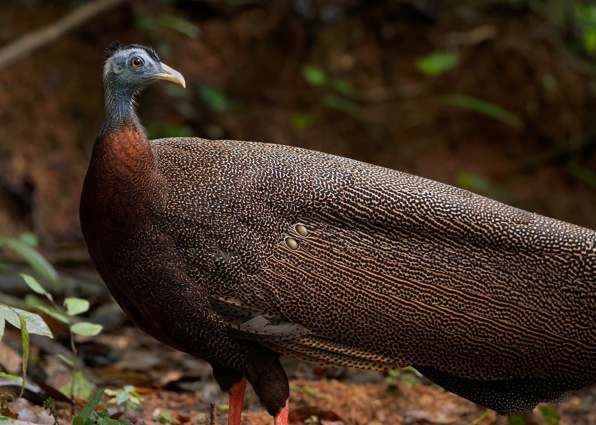 Great Argus - ML643174495