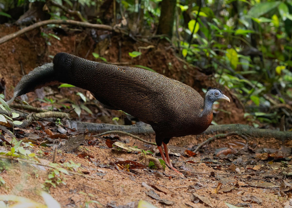 Great Argus - ML643174497