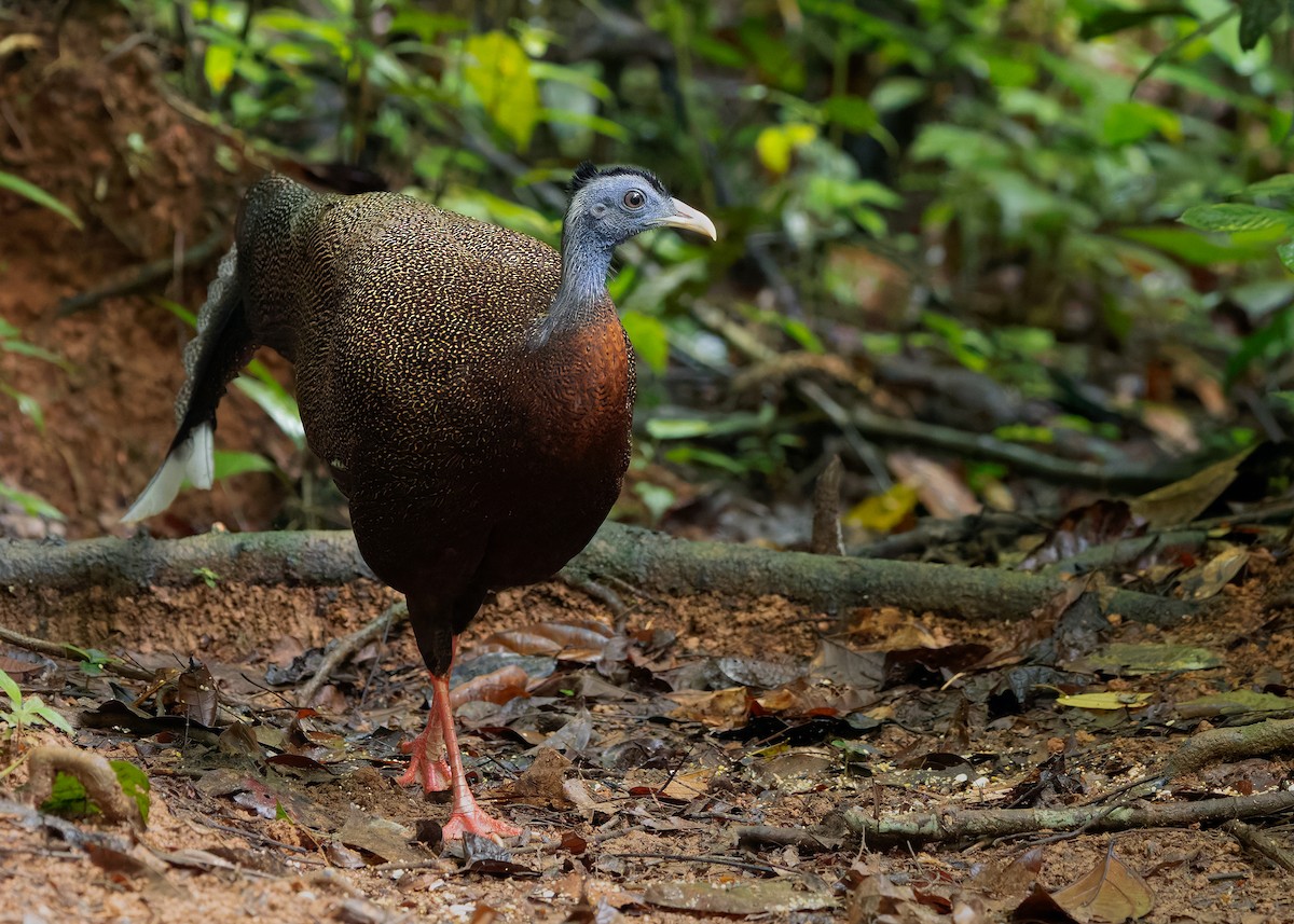 Great Argus - ML643174498