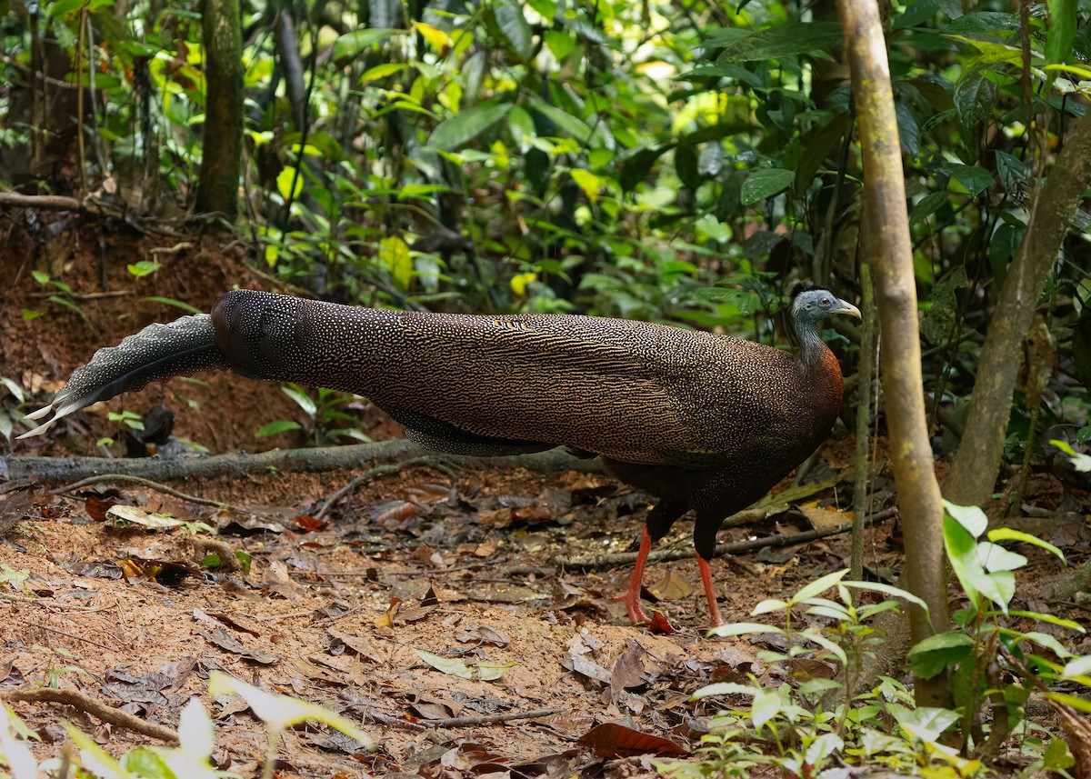 Great Argus - ML643174499