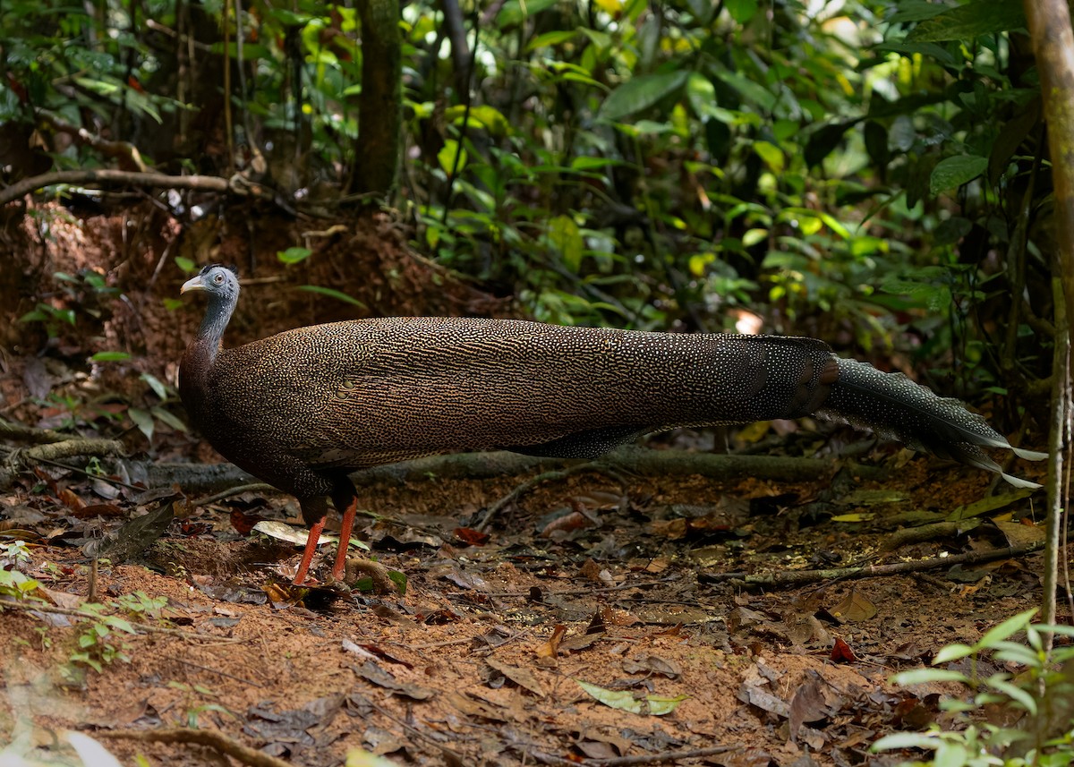 Great Argus - ML643174500