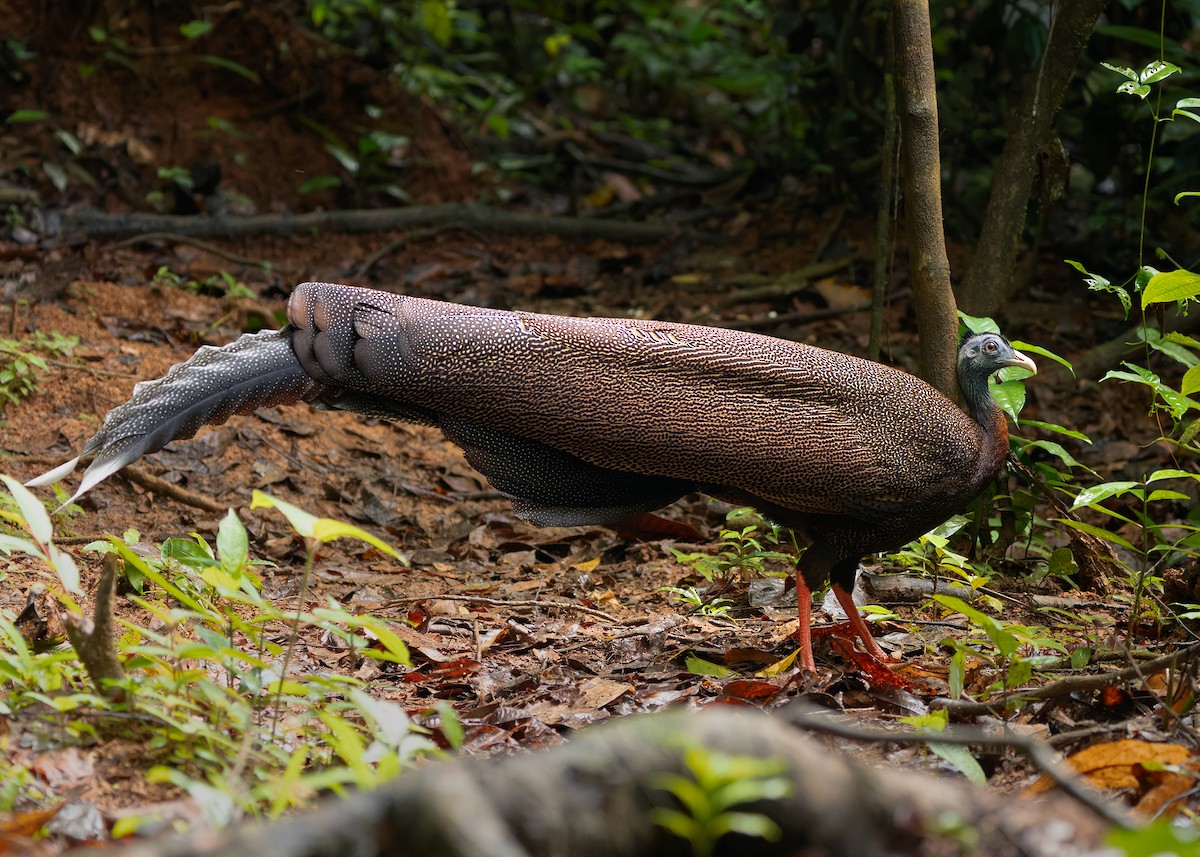 Great Argus - ML643174501