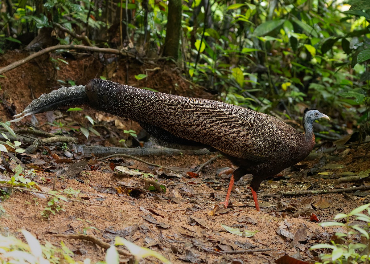 Great Argus - ML643174502