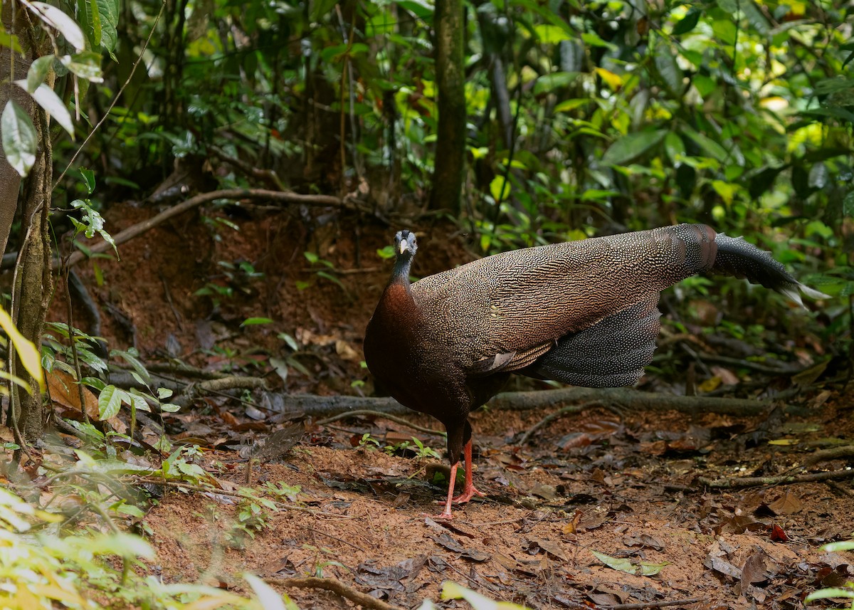 Great Argus - ML643174503