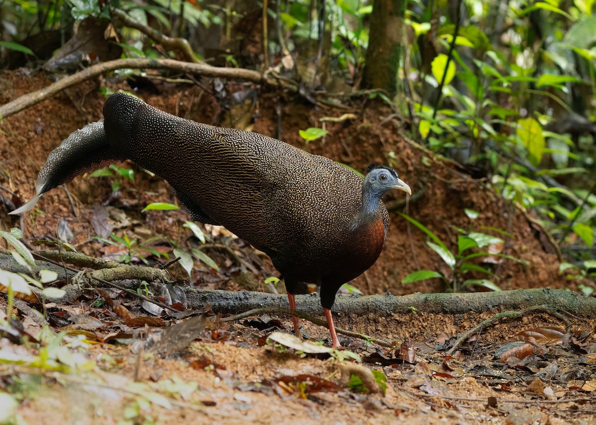 Great Argus - ML643174504