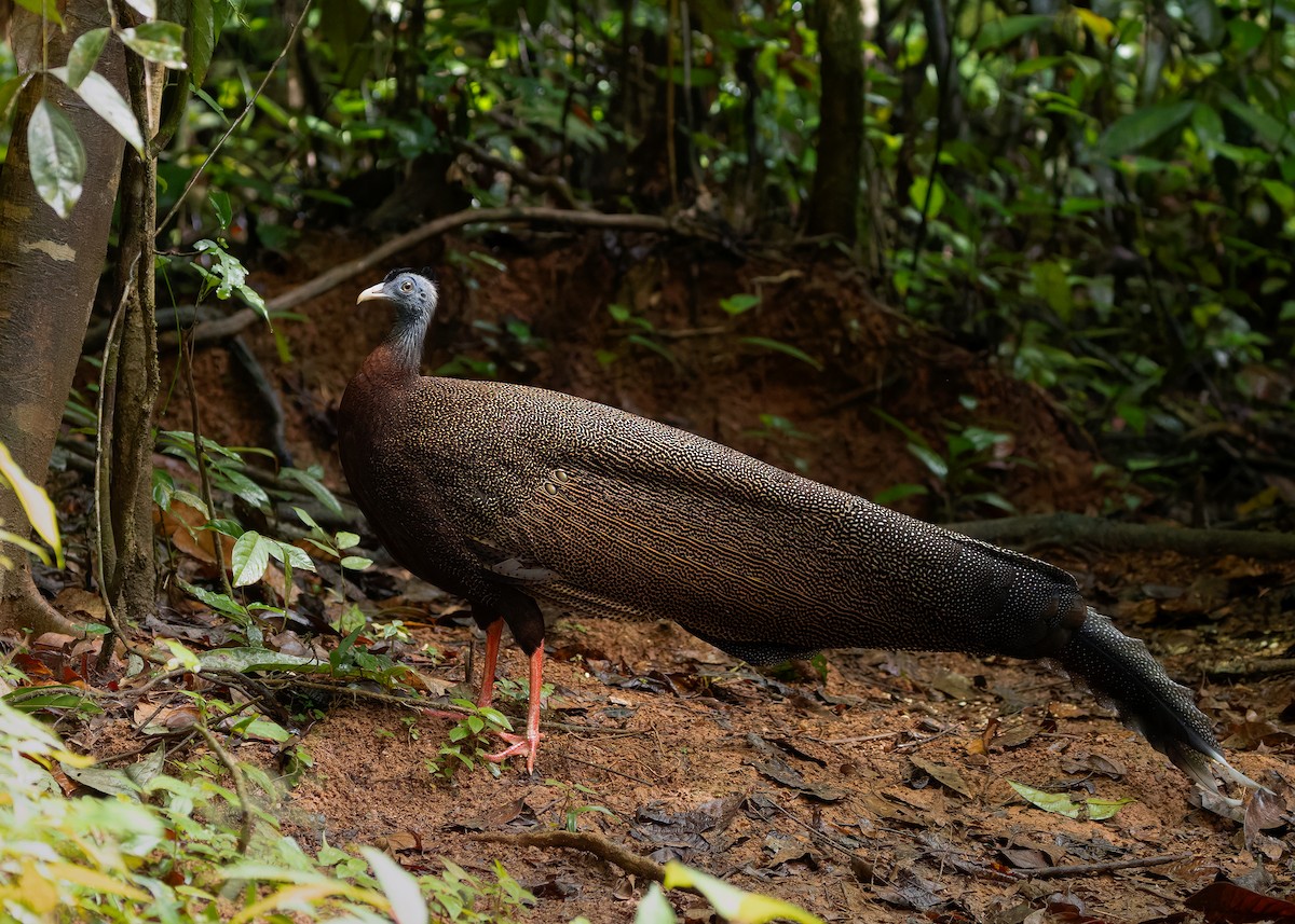 Great Argus - ML643174505