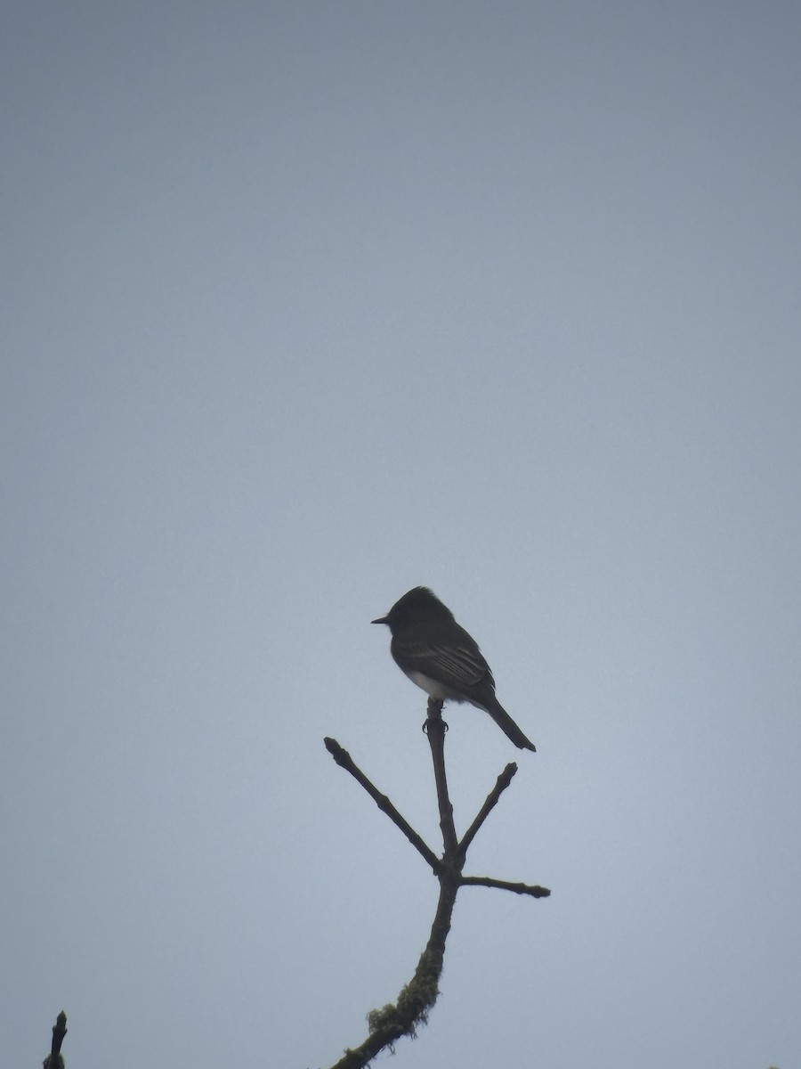 Black Phoebe - ML643174507