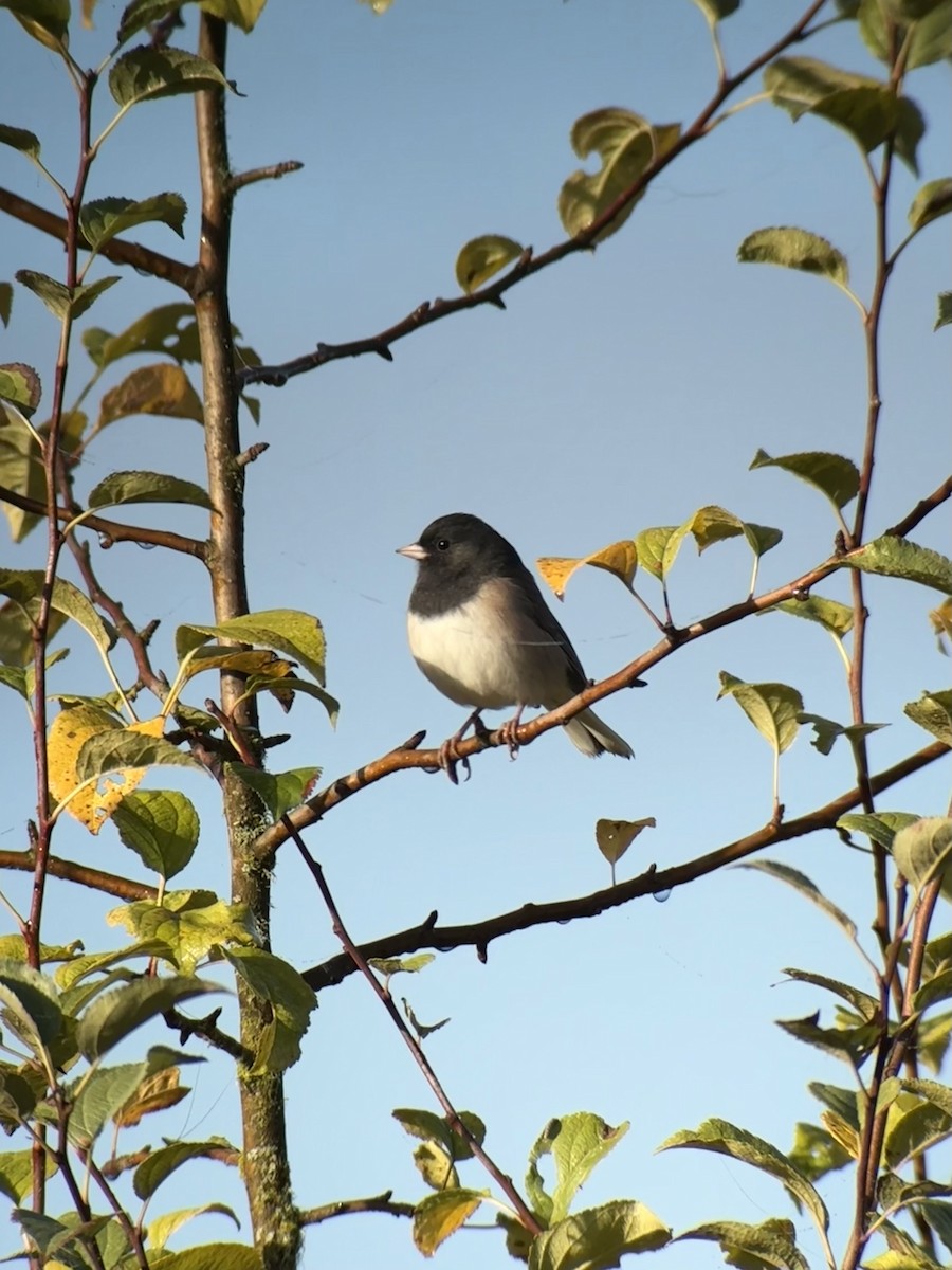 Dark-eyed Junco - ML643174514