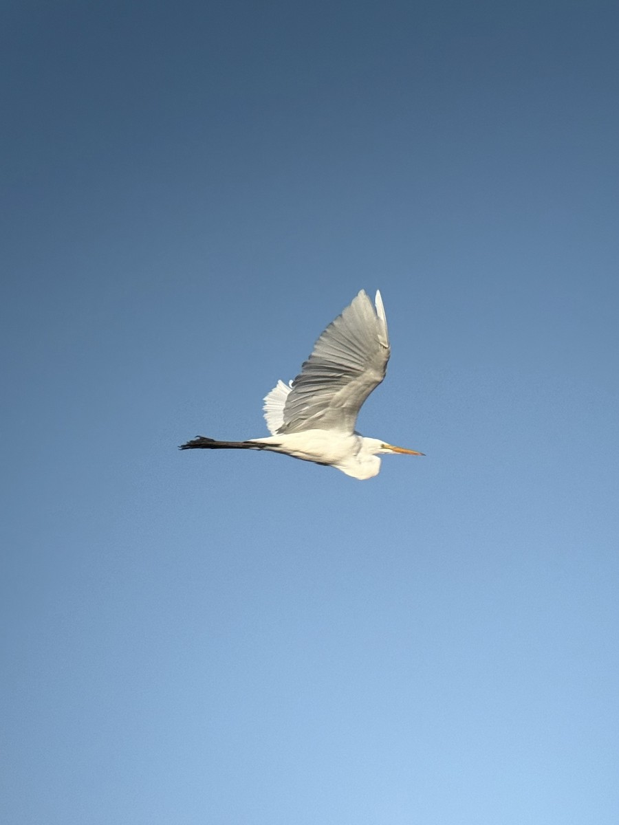 Great Egret - ML643174518
