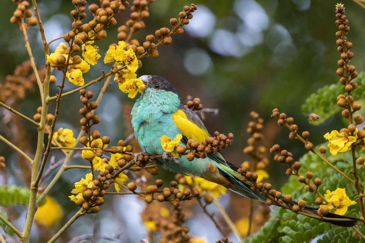Hooded Parrot - ML643174525