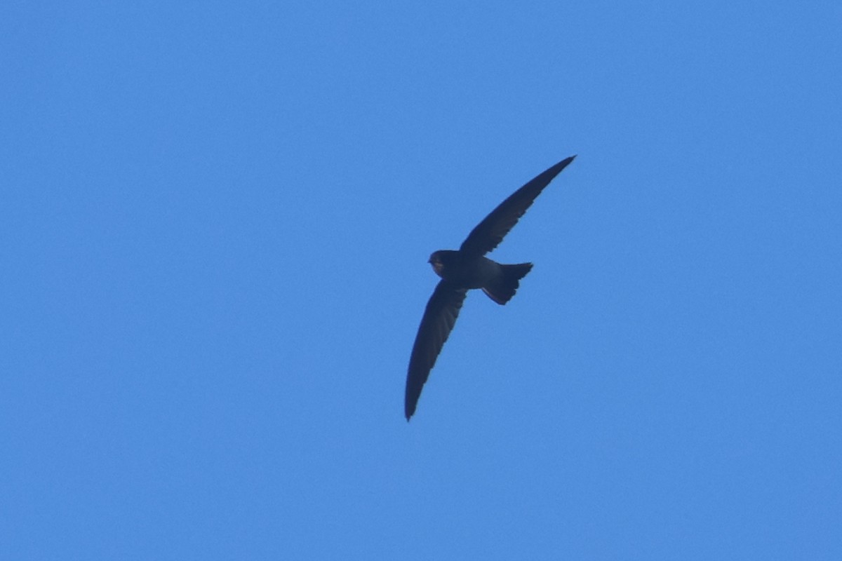 White-rumped Swiftlet - ML643174527