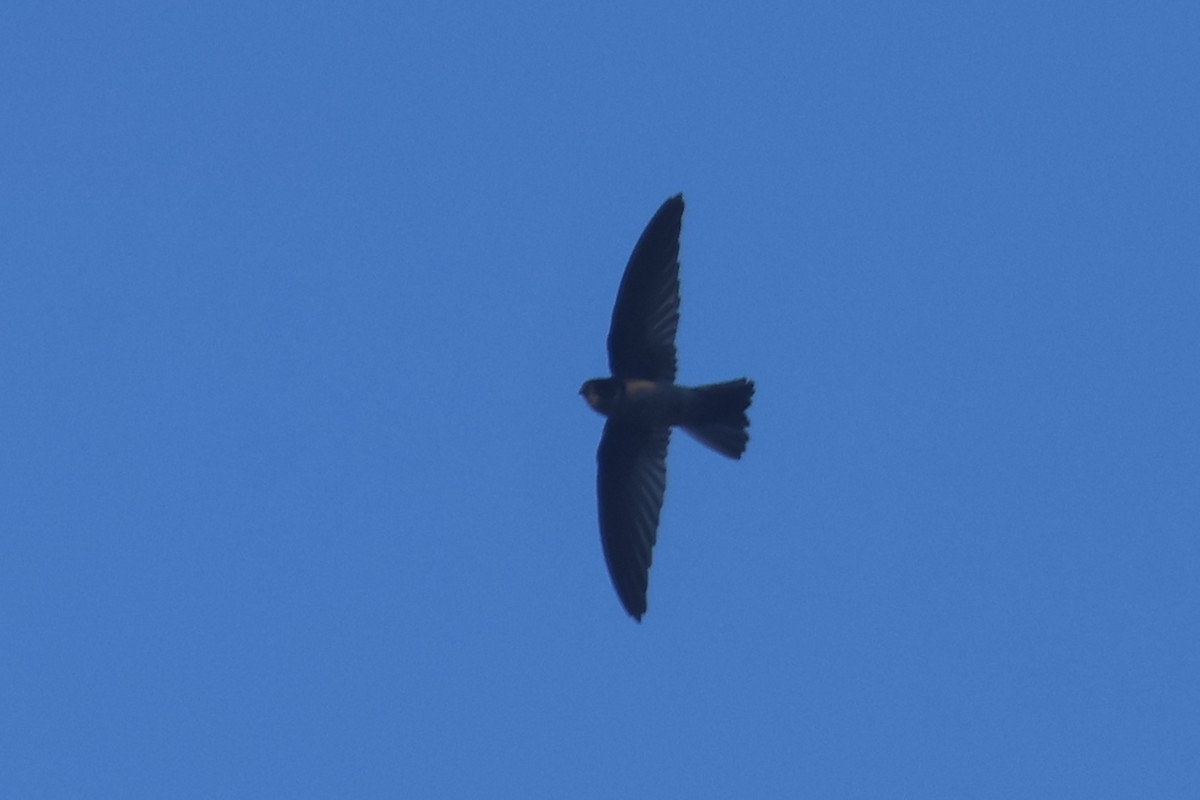 White-rumped Swiftlet - ML643174528