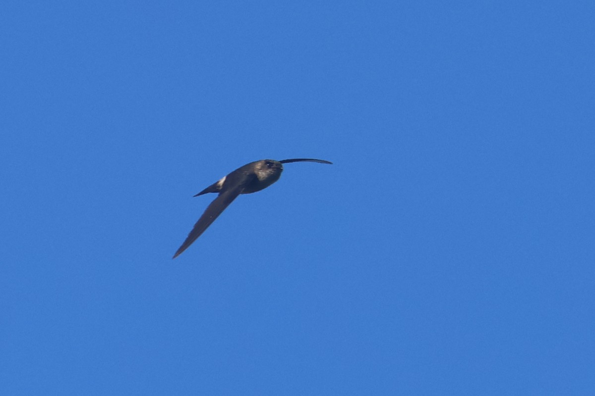 White-rumped Swiftlet - ML643174530