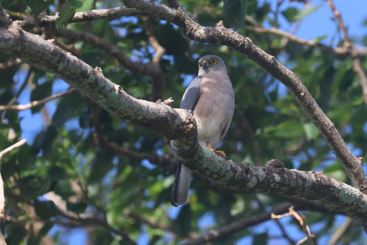 Fiji Goshawk - ML643174541