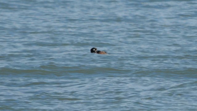 Harlequin Duck - ML643174546