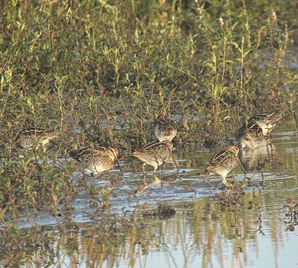 Wilson's Snipe - ML643174554