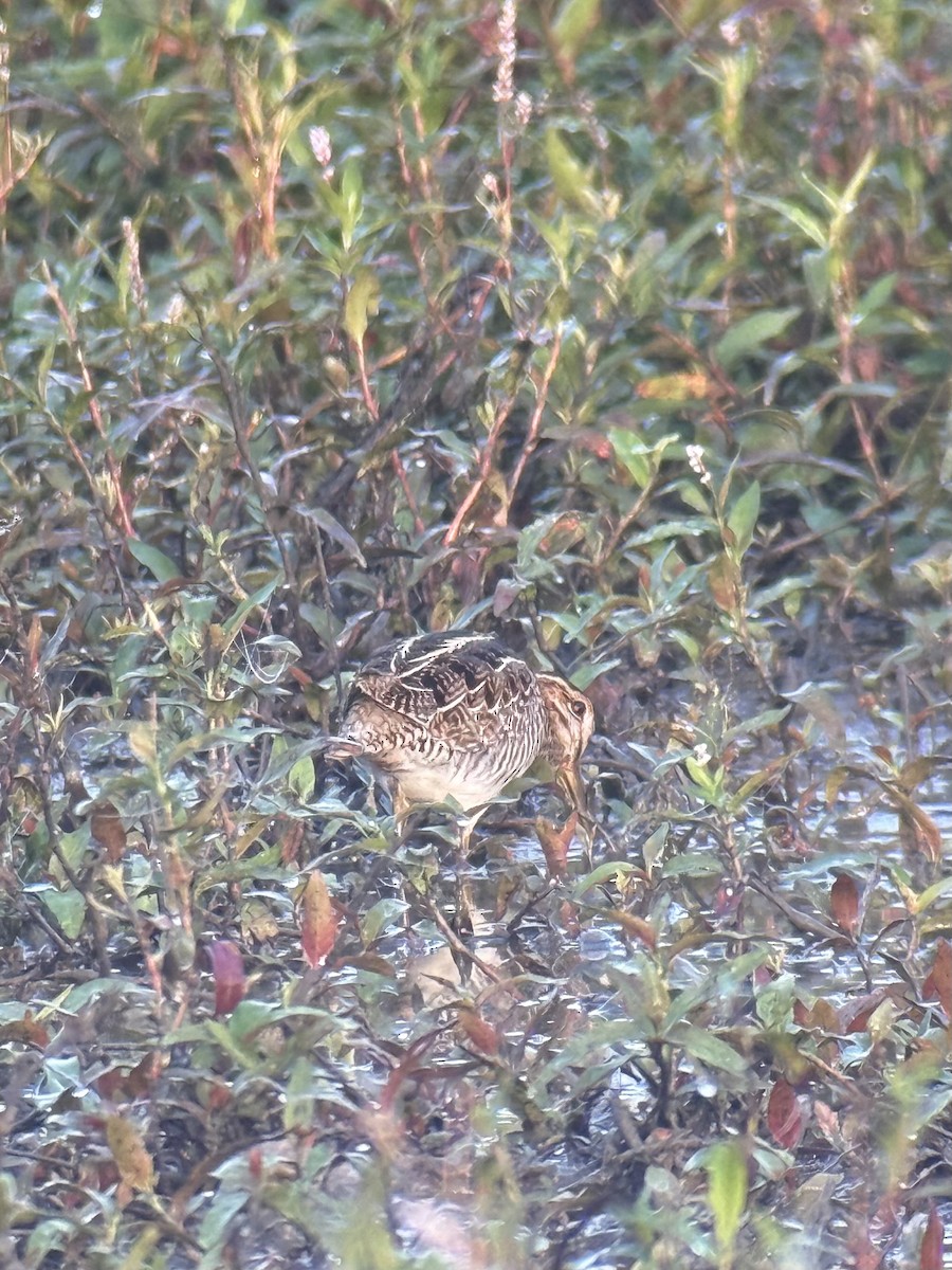 Wilson's Snipe - ML643174555