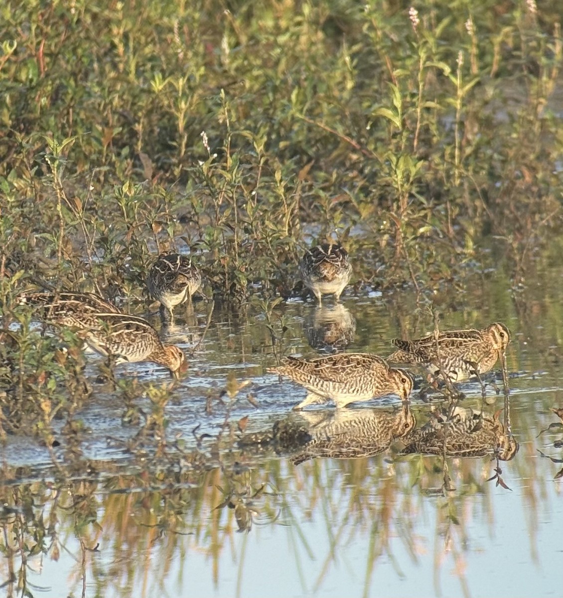 Wilson's Snipe - ML643174556
