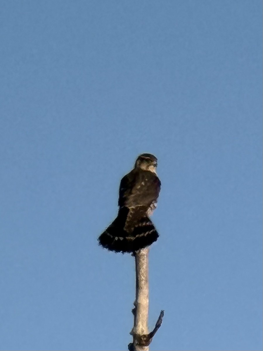 Merlin - ML643174564
