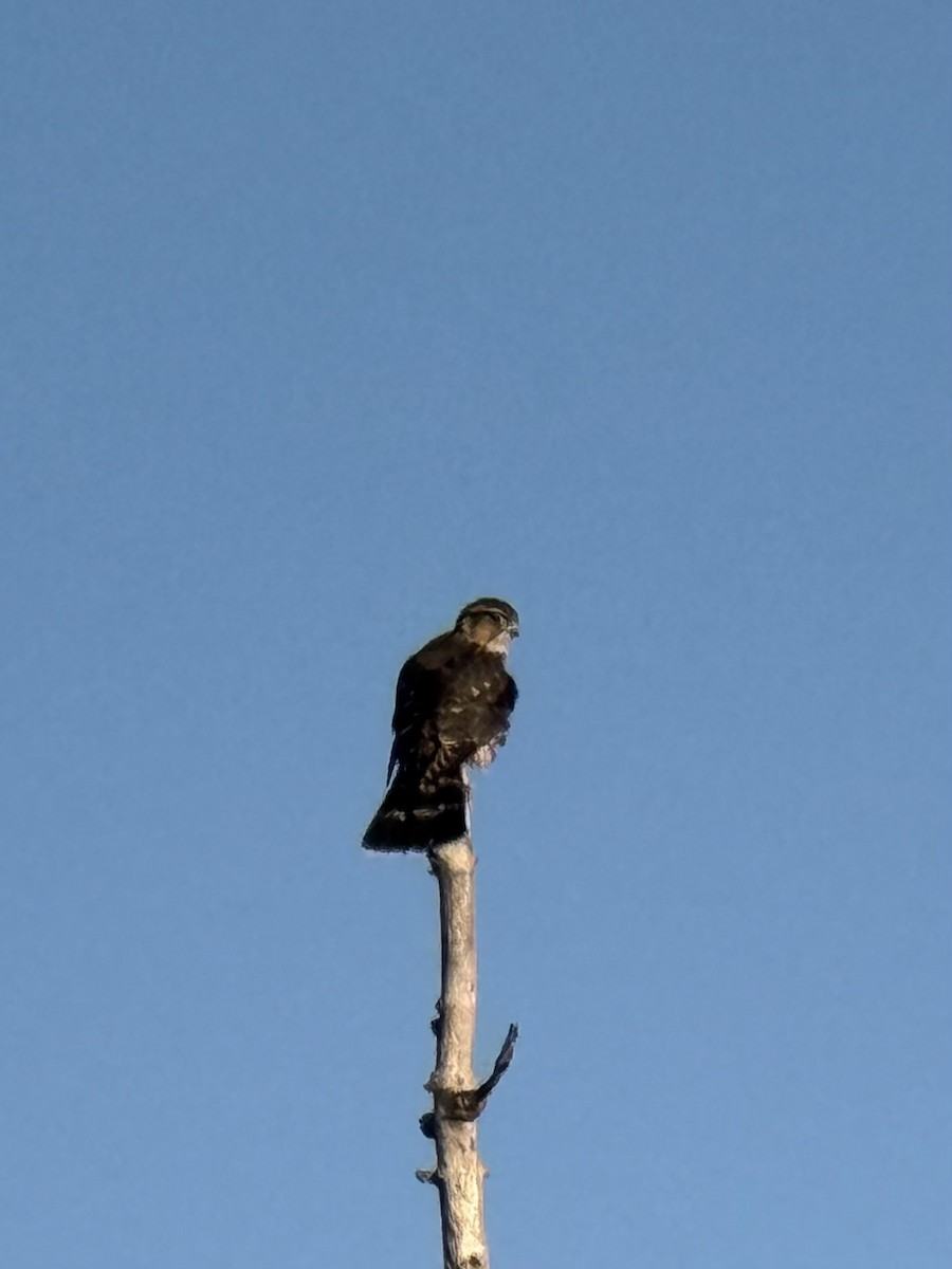 Merlin - ML643174565
