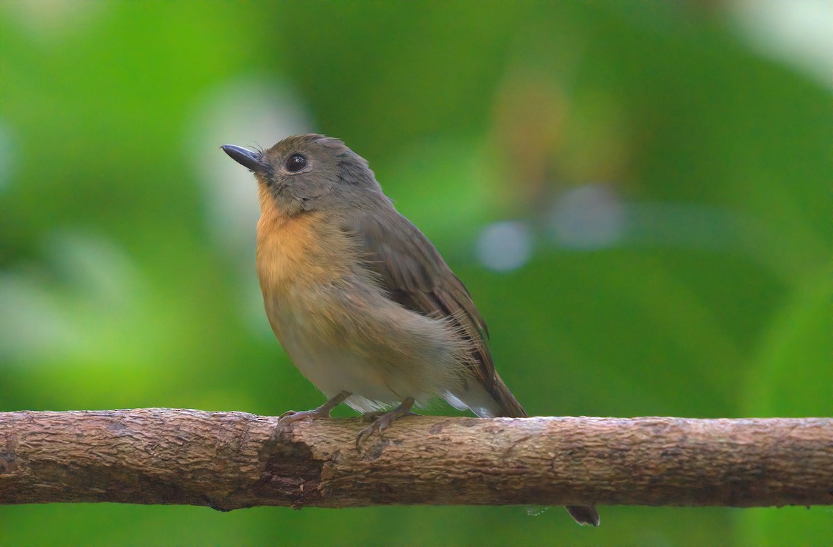 Hill Blue Flycatcher - ML643174568