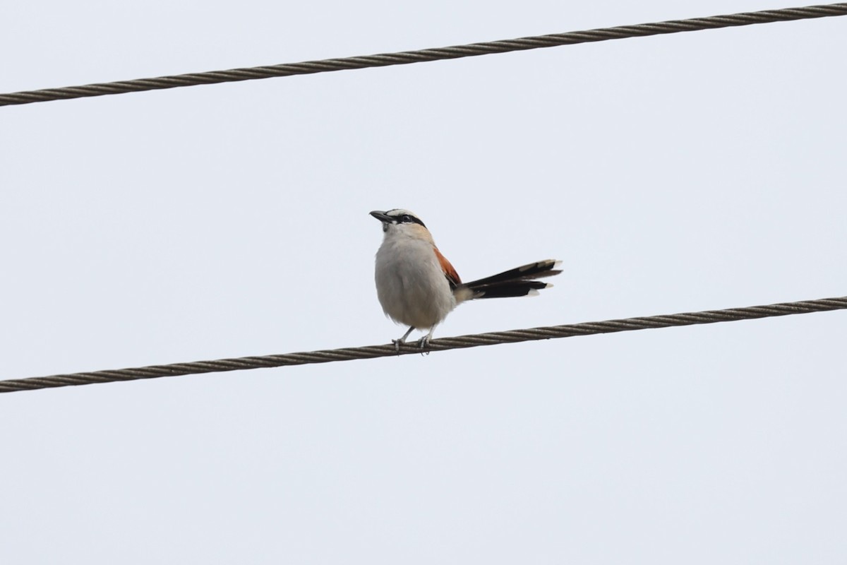 Black-crowned Tchagra - ML643174580