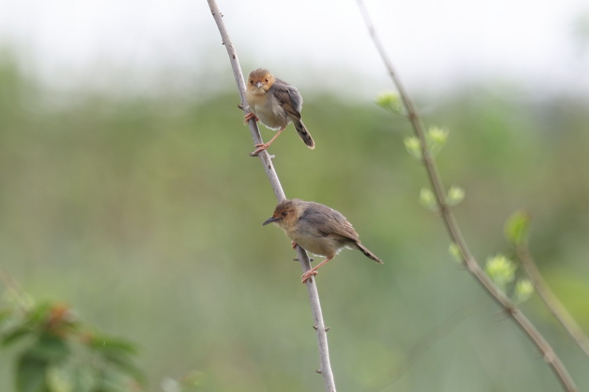 Red-faced Cisticola - ML643174597