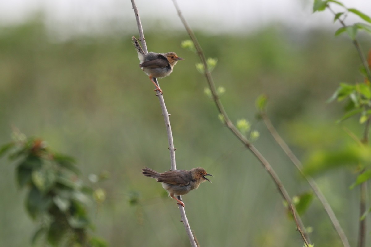 Red-faced Cisticola - ML643174598