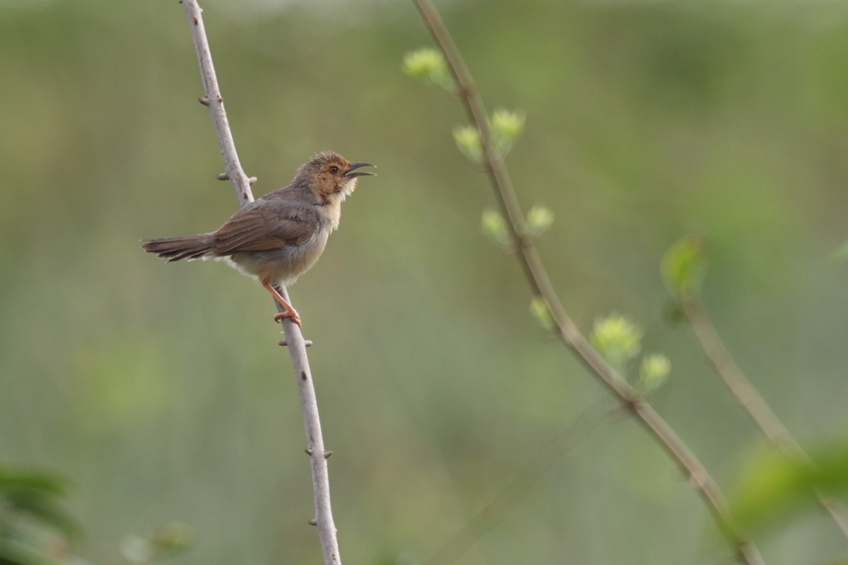 Red-faced Cisticola - ML643174599