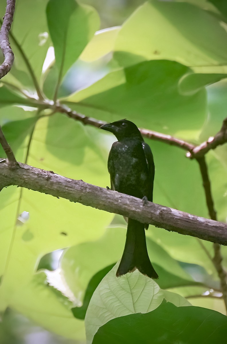 Drongo Picogordo - ML643174605