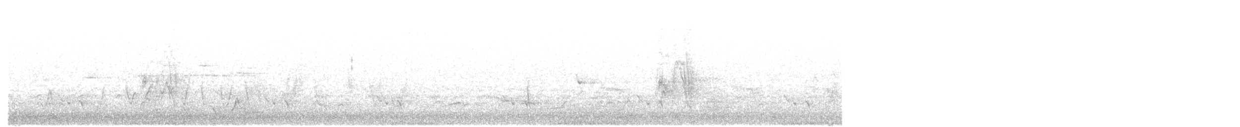 White-bellied Cuckooshrike - ML643174617