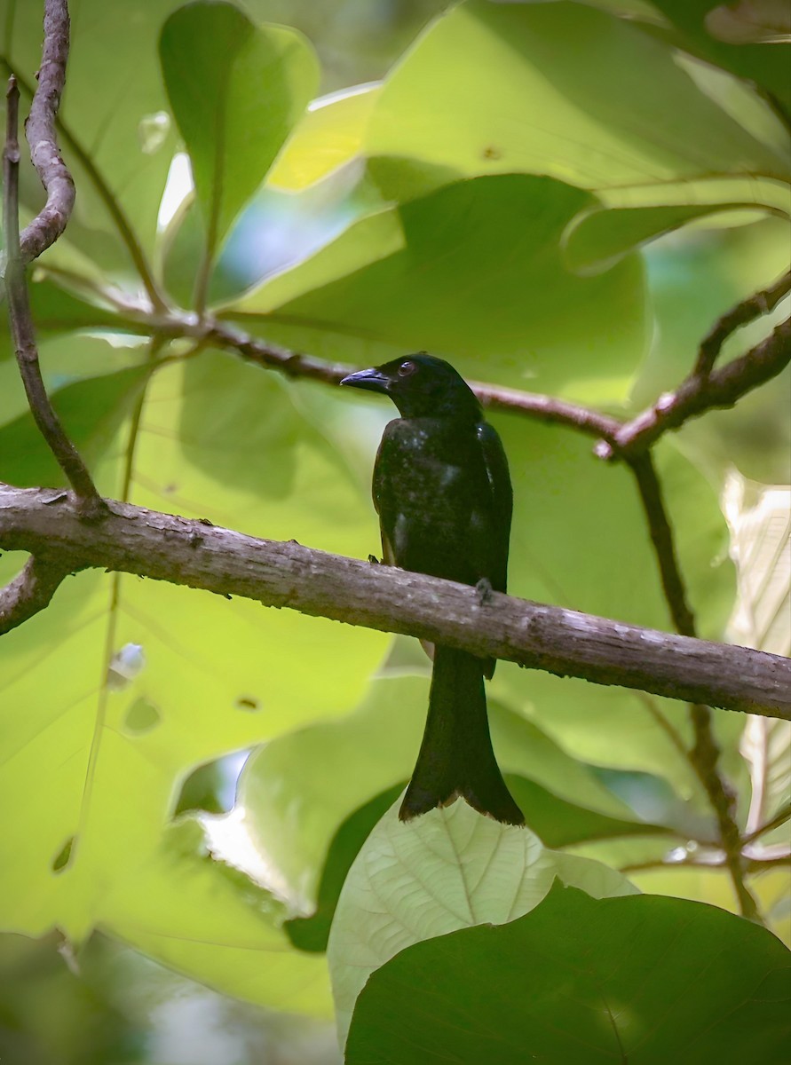 Drongo Picogordo - ML643174634