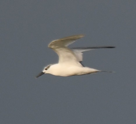 Sandwich Tern - ML643174635
