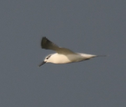 Sandwich Tern - ML643174641