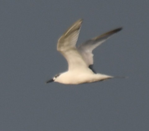 Sandwich Tern - ML643174642