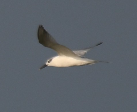Sandwich Tern - ML643174643