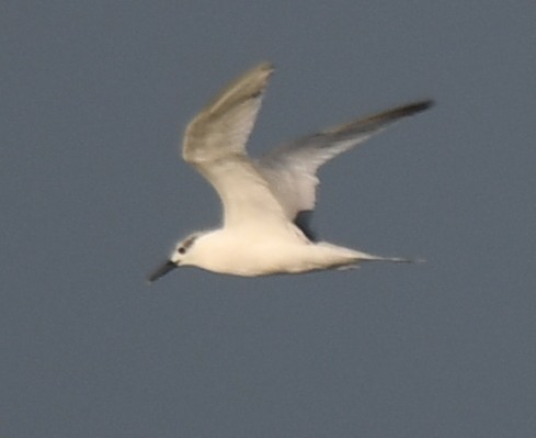 Sandwich Tern - ML643174646