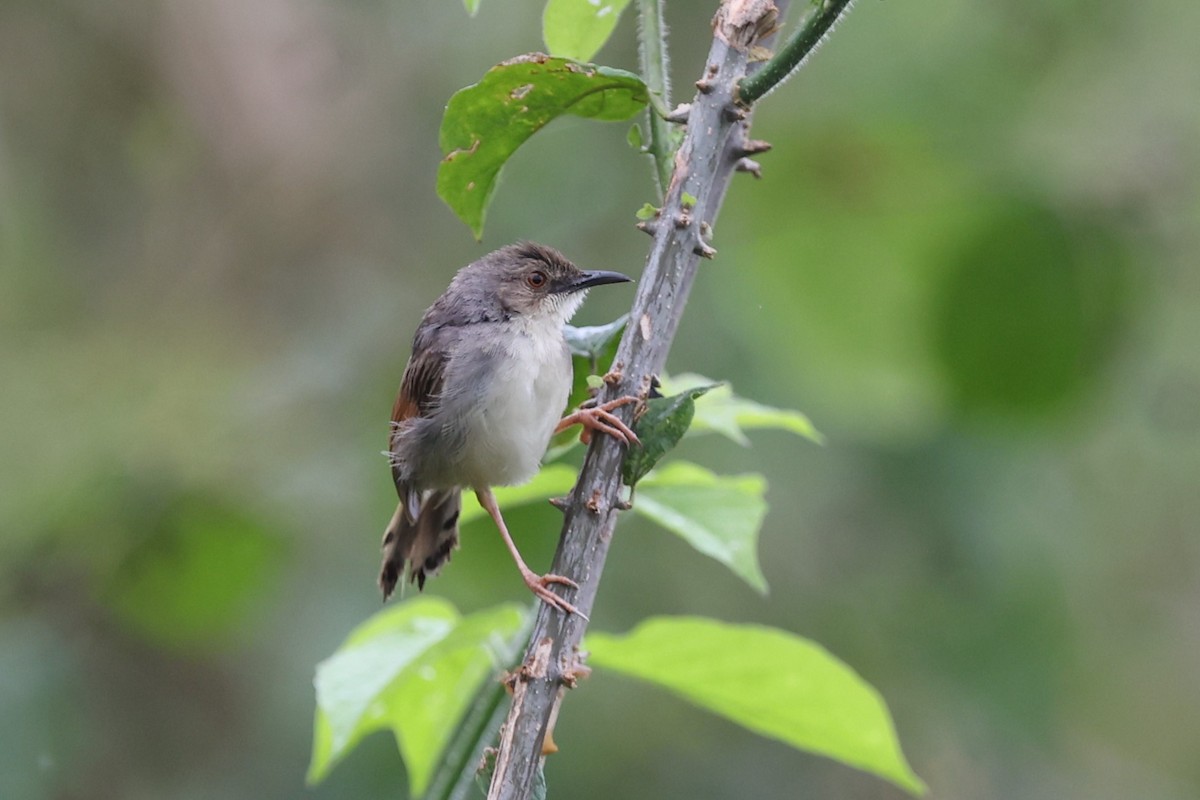 Singing Cisticola - ML643174649