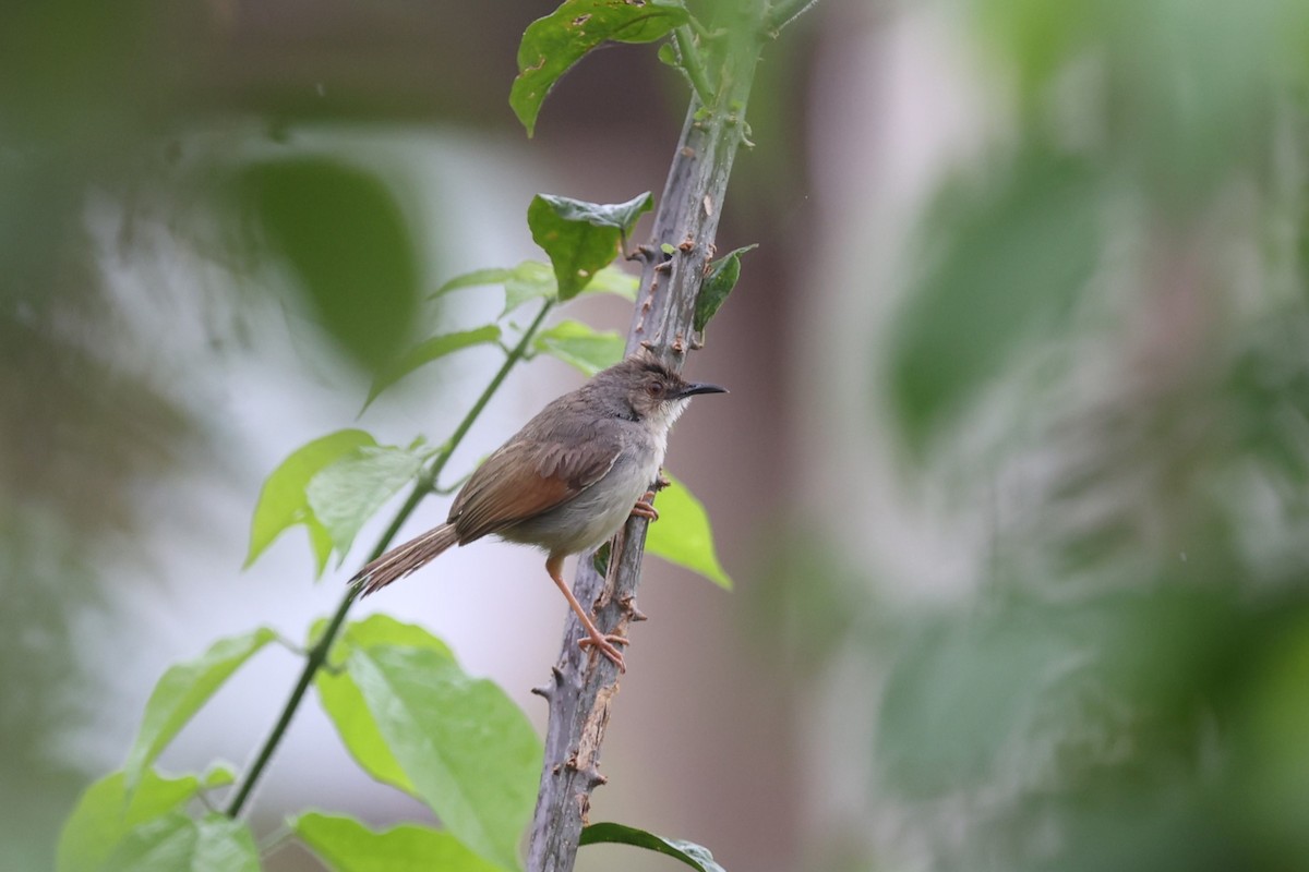 Singing Cisticola - ML643174650