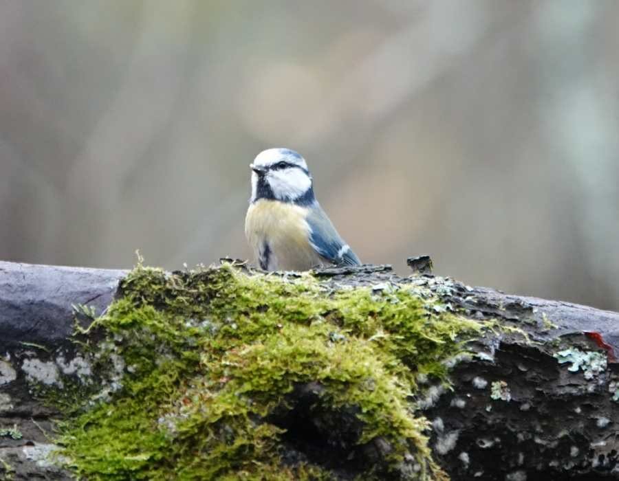 Eurasian Blue Tit - ML643174656