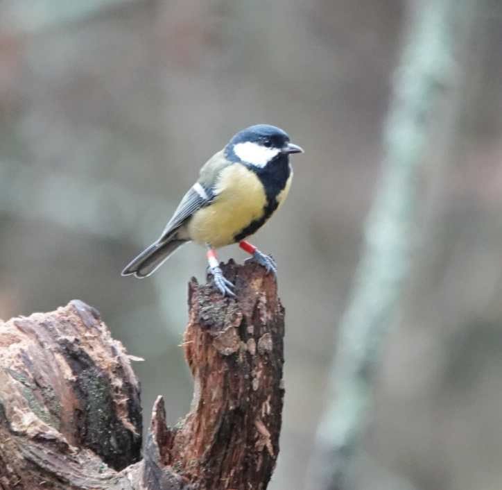 Great Tit - ML643174659