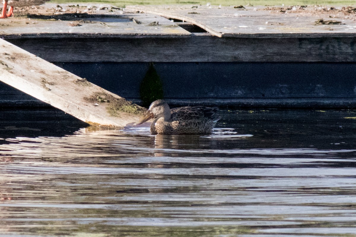 Northern Shoveler - ML643174670
